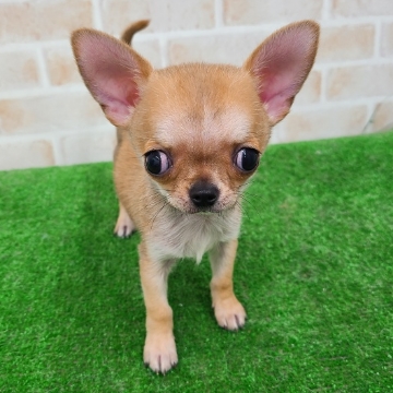 animal_image