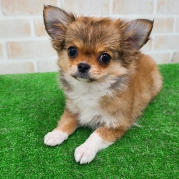 animal_image