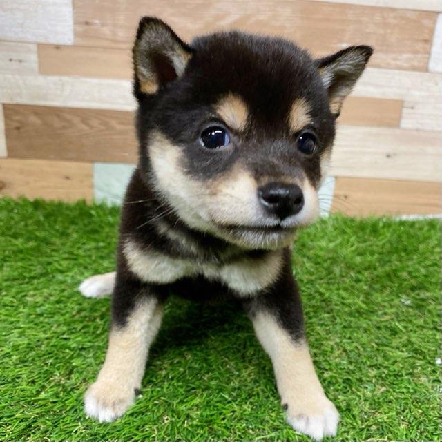 animal_image