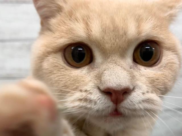animal_image