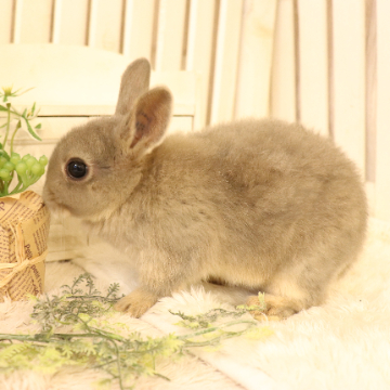 animal_image