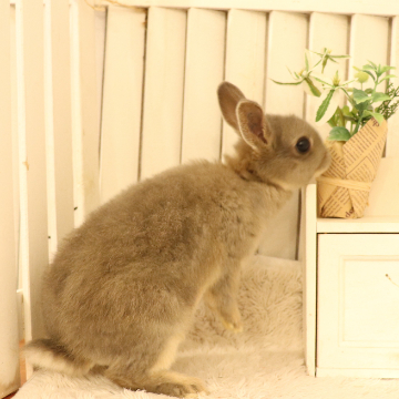 animal_image