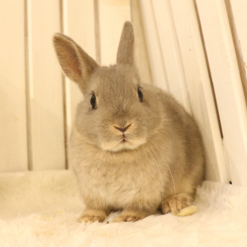 animal_image