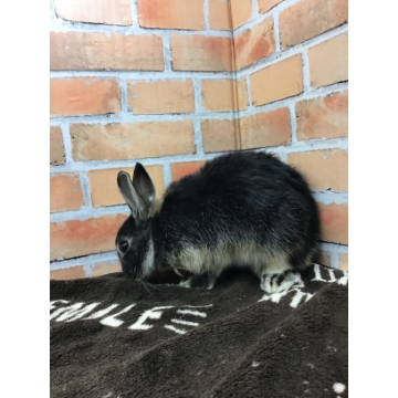 animal_image