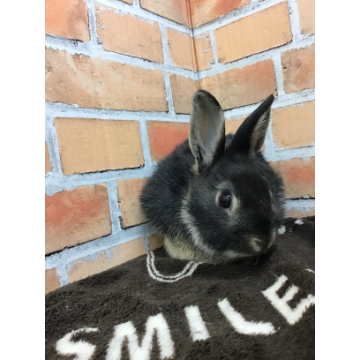animal_image