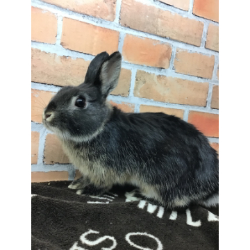 animal_image