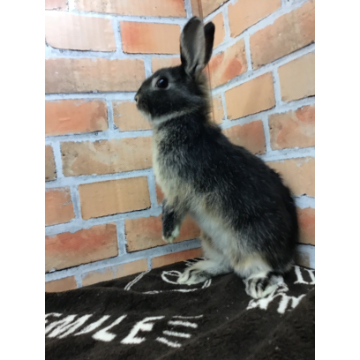 animal_image