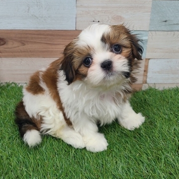 animal_image