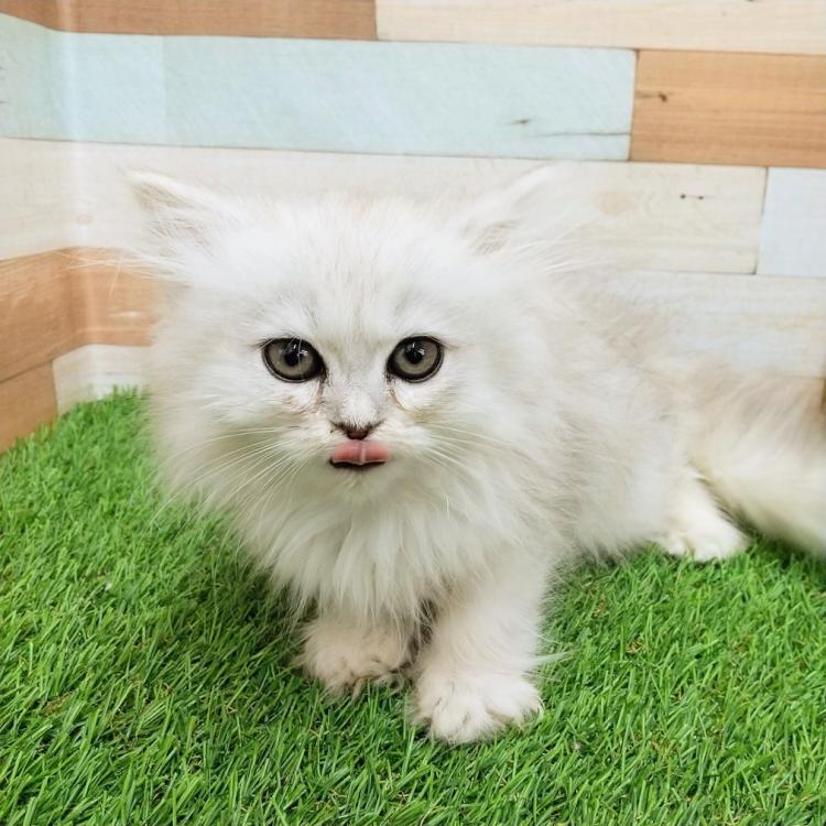 animal_image