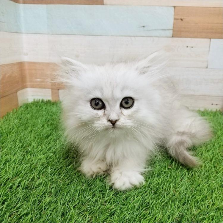 animal_image