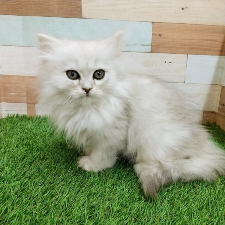 animal_image