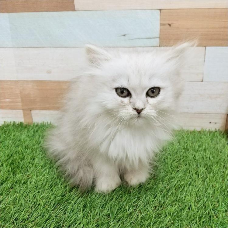 animal_image