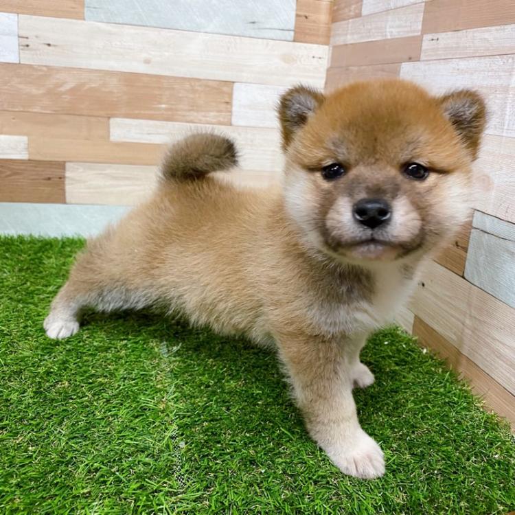 animal_image