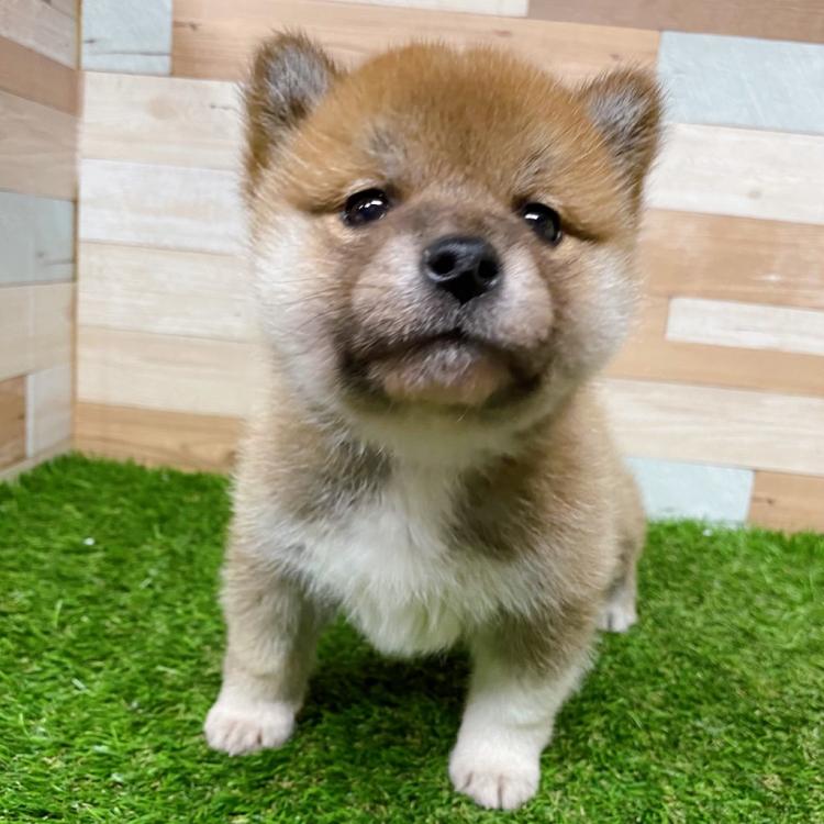 animal_image