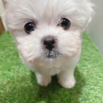 animal_image