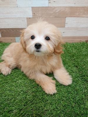 animal_image