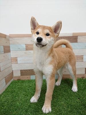 animal_image