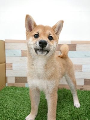 animal_image