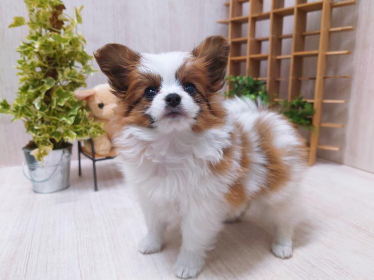 animal_image