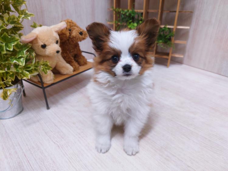 animal_image