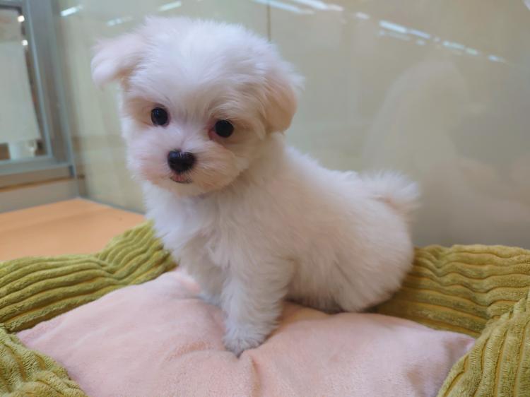 animal_image