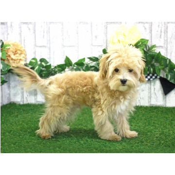 animal_image