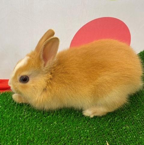 animal_image