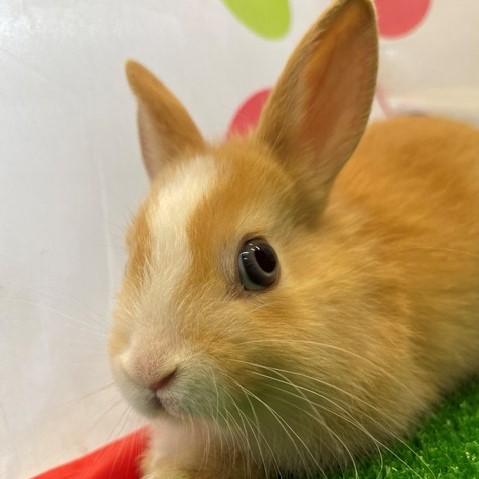animal_image
