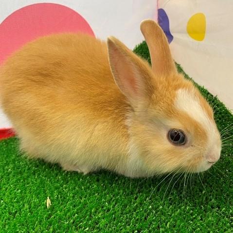 animal_image