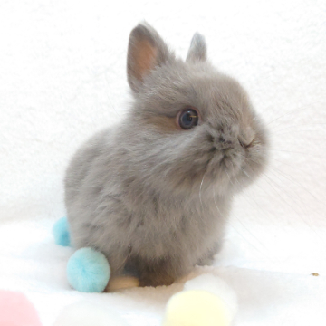 animal_image