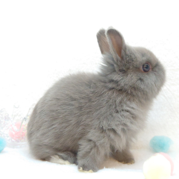 animal_image