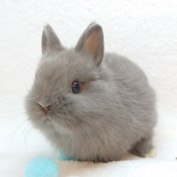 animal_image
