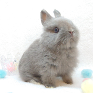 animal_image