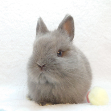 animal_image