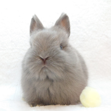 animal_image