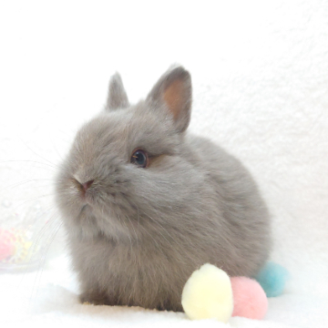 animal_image