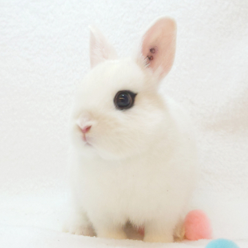 animal_image