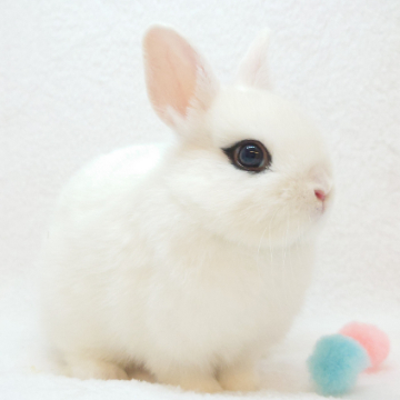 animal_image