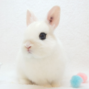 animal_image