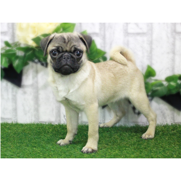 animal_image
