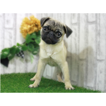animal_image
