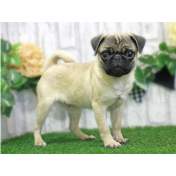 animal_image