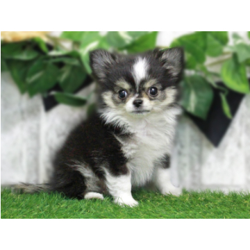 animal_image