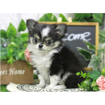 animal_image