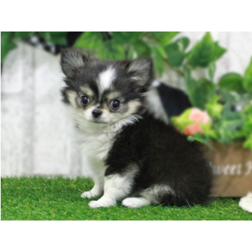animal_image