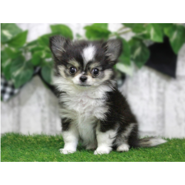 animal_image