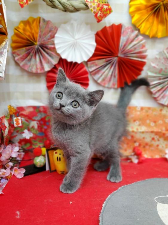 animal_image
