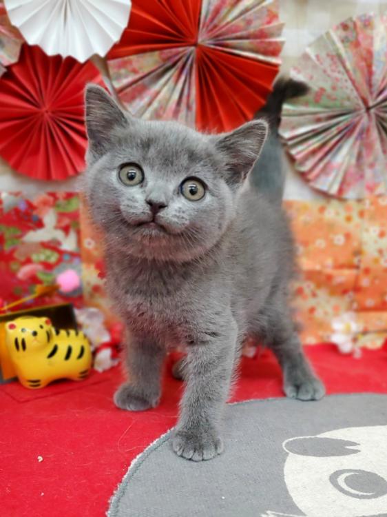 animal_image