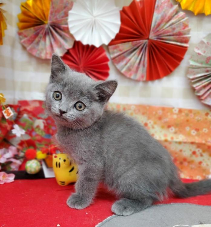 animal_image