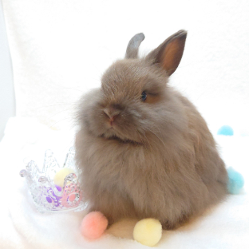 animal_image